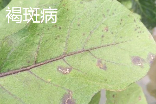 茄子为什么会落花,缺少阳光、未人工授粉都是常见原因