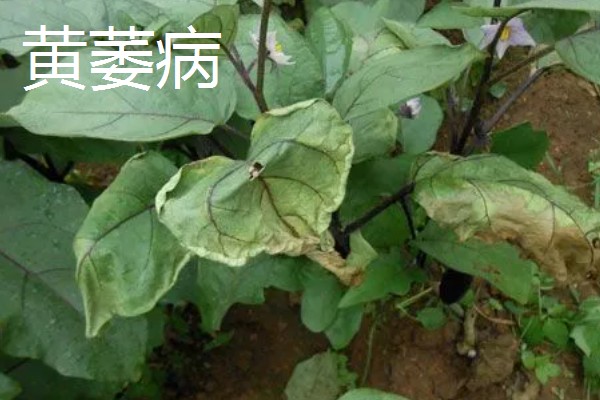 茄子为什么会落花,缺少阳光、未人工授粉都是常见原因
