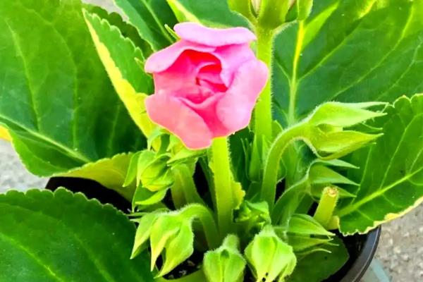 大岩桐不开花如何处理，温度过低要提高至20-25℃