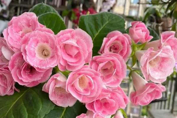 大岩桐不开花如何处理，温度过低要提高至20-25℃