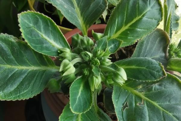 大岩桐不开花如何处理，温度过低要提高至20-25℃