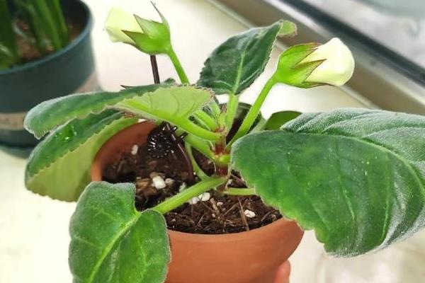 大岩桐不开花如何处理，温度过低要提高至20-25℃