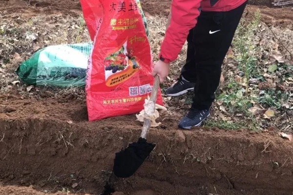 晒干的羊粪如何发酵，可以堆积或用水沤制