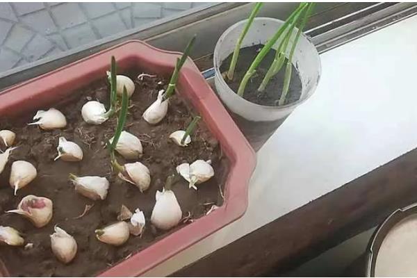 防治大蒜紫斑病的方法，发病时喷施百菌清等药剂