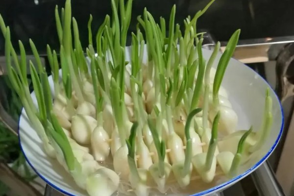 水种蒜苗如何快速生长，水质浑浊时要换水