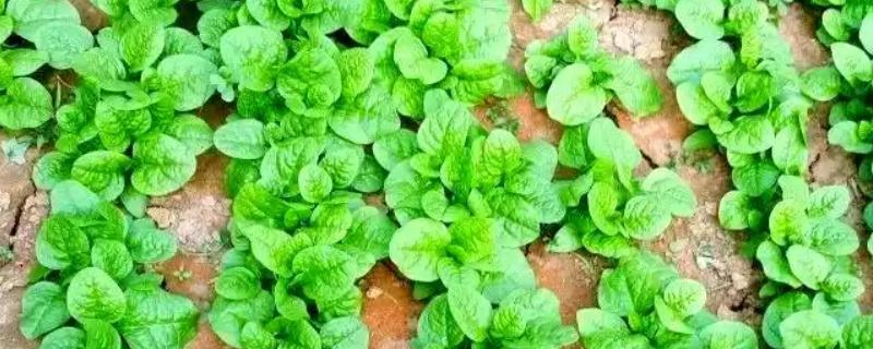 木耳菜何时种植，适宜时间为4月份左右