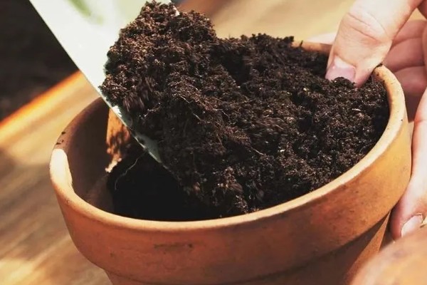 水种蒜苗如何快速生长，水质浑浊时要换水