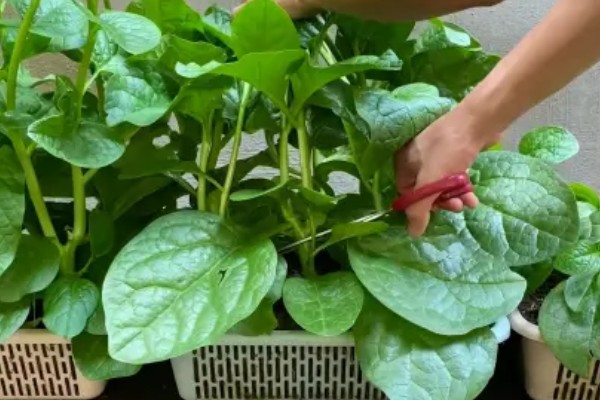 木耳菜何时种植，适宜时间为4月份左右