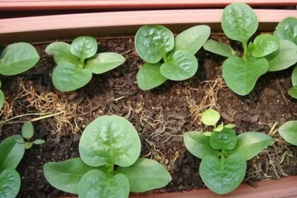 木耳菜何时种植，适宜时间为4月份左右