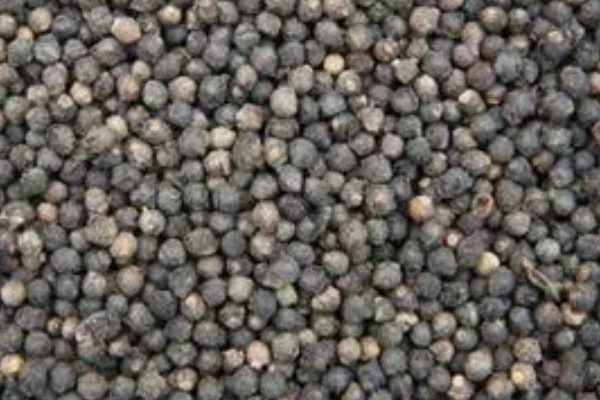 木耳菜何时种植，适宜时间为4月份左右