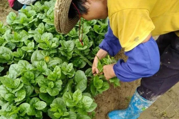 木耳菜何时种植，适宜时间为4月份左右
