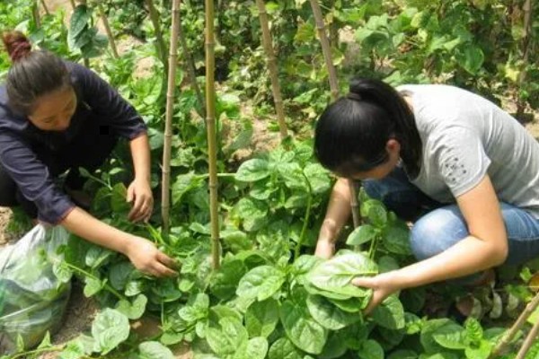 木耳菜何时种植，适宜时间为4月份左右