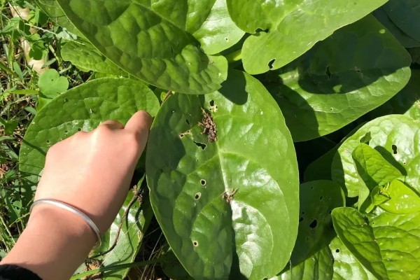 木耳菜何时种植，适宜时间为4月份左右
