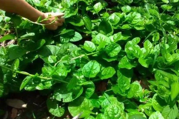 木耳菜何时种植，适宜时间为4月份左右