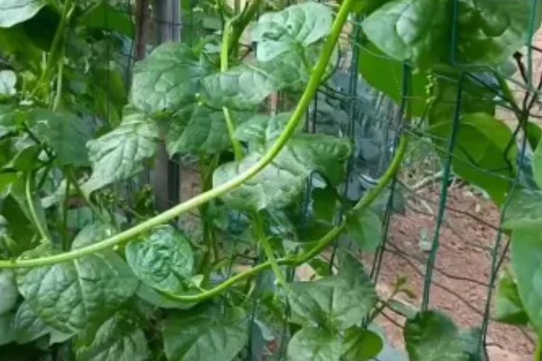 木耳菜何时种植，适宜时间为4月份左右