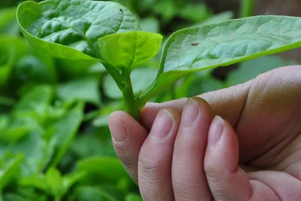 木耳菜何时种植，适宜时间为4月份左右