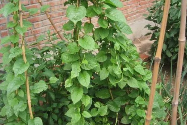 木耳菜何时种植，适宜时间为4月份左右