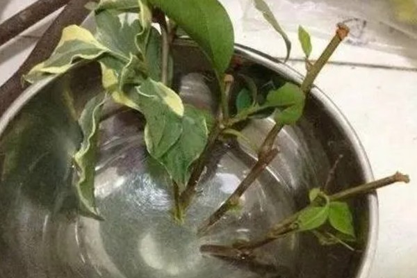 三角梅泡水多久会生根，经过30-45天左右会长出根系