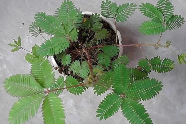 含羞草有什么气味，具有淡淡的清香
