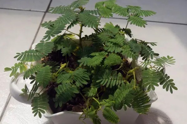 含羞草有什么气味，具有淡淡的清香