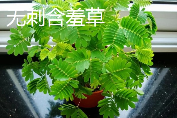含羞草有什么气味，具有淡淡的清香