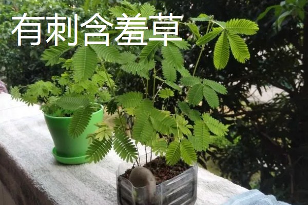 含羞草有什么气味，具有淡淡的清香
