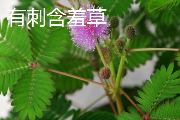 含羞草有什么气味，具有淡淡的清香