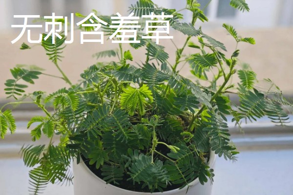 含羞草有什么气味，具有淡淡的清香