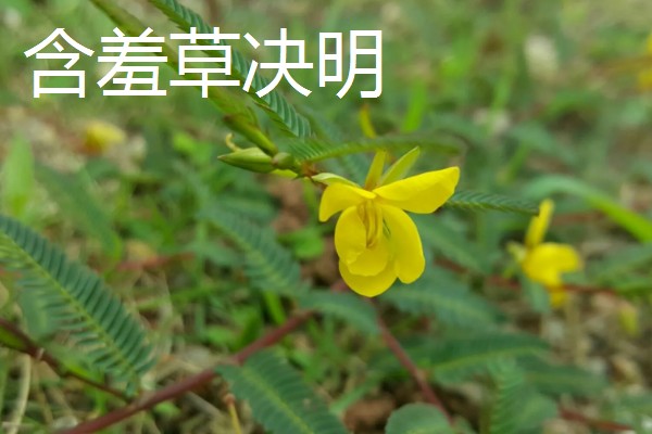 含羞草有什么气味，具有淡淡的清香