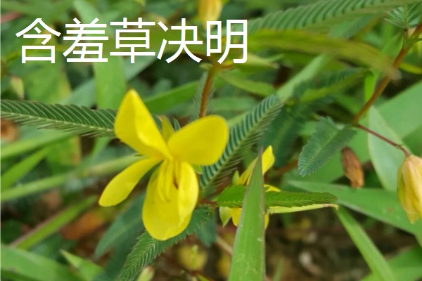 含羞草有什么气味，具有淡淡的清香