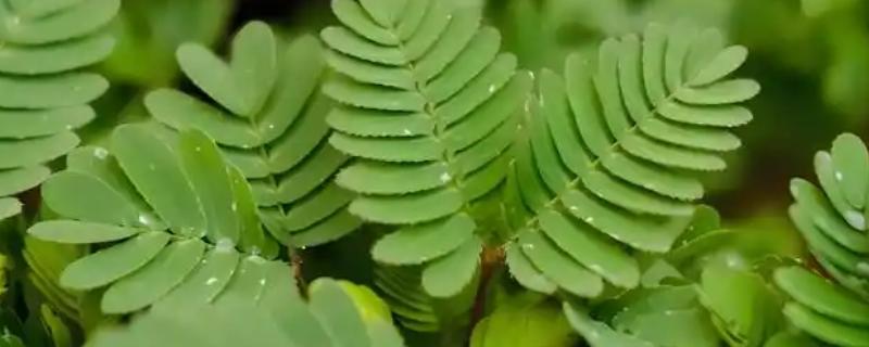 含羞草有什么气味，具有淡淡的清香