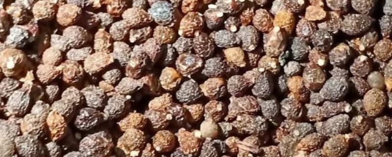 蝴蝶兰种子怎么催芽，主要有以下3种方式