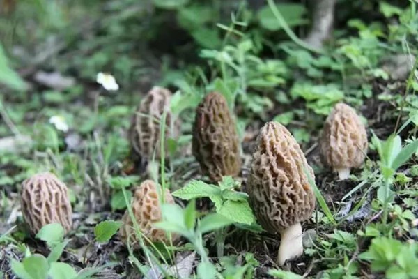 羊肚菌的生长环境,一般长在阔叶林地中以及路旁
