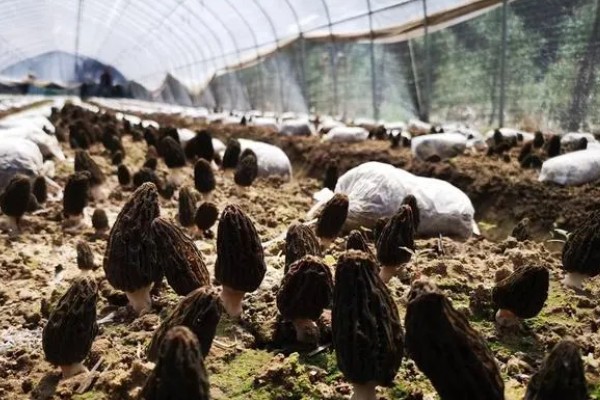 羊肚菌的生长环境,一般长在阔叶林地中以及路旁