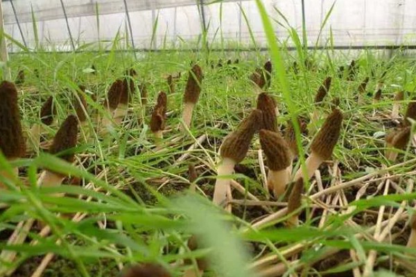 羊肚菌的生长环境,一般长在阔叶林地中以及路旁