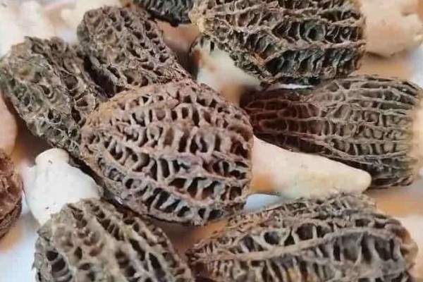 羊肚菌的生长环境,一般长在阔叶林地中以及路旁