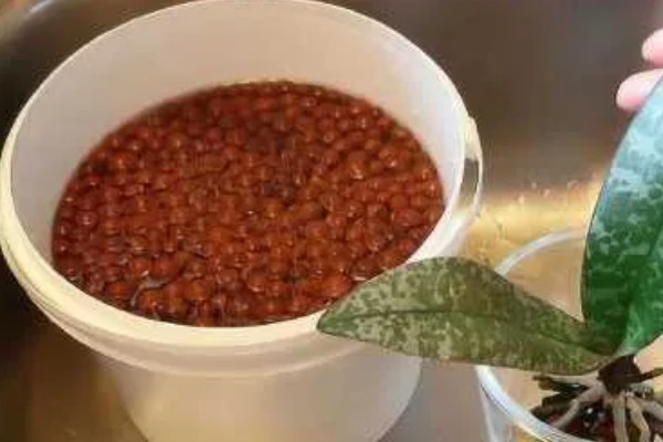 蝴蝶兰种子怎么催芽，主要有以下3种方式