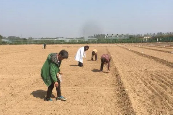 蝴蝶兰种子怎么催芽，主要有以下3种方式
