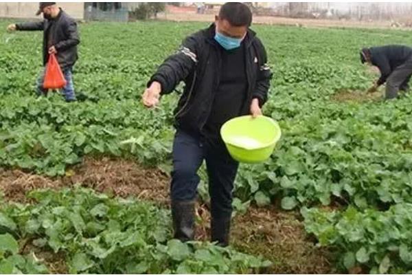 南方油菜的收割时间，一般在5月中下旬收割