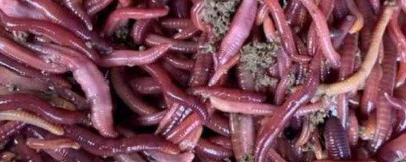 用花盆养蚯蚓钓鱼的方法，平时要投放果皮、蔬菜皮等食物