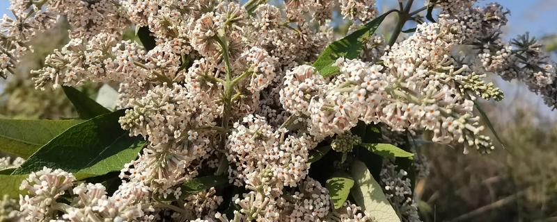 密蒙花的养殖方法，春秋季节每隔3-5天浇一次水