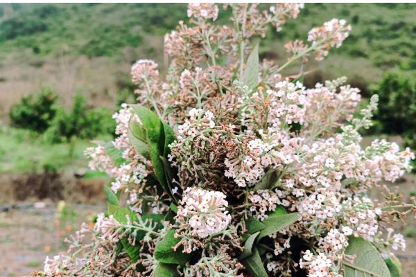 密蒙花的养殖方法，春秋季节每隔3-5天浇一次水