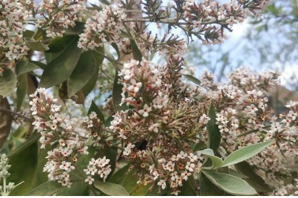 密蒙花的养殖方法，春秋季节每隔3-5天浇一次水