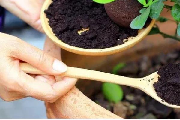 密蒙花的养殖方法，春秋季节每隔3-5天浇一次水