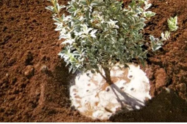密蒙花的养殖方法，春秋季节每隔3-5天浇一次水