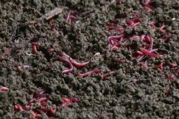 用花盆养蚯蚓钓鱼的方法，平时要投放果皮、蔬菜皮等食物