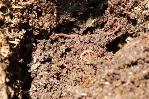 用花盆养蚯蚓钓鱼的方法，平时要投放果皮、蔬菜皮等食物