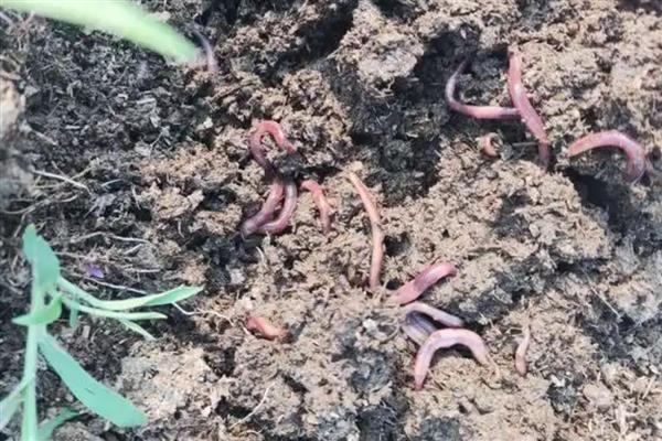 用花盆养蚯蚓钓鱼的方法，平时要投放果皮、蔬菜皮等食物