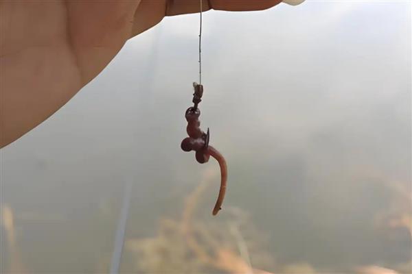 用花盆养蚯蚓钓鱼的方法，平时要投放果皮、蔬菜皮等食物