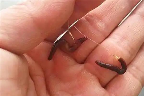 用花盆养蚯蚓钓鱼的方法，平时要投放果皮、蔬菜皮等食物